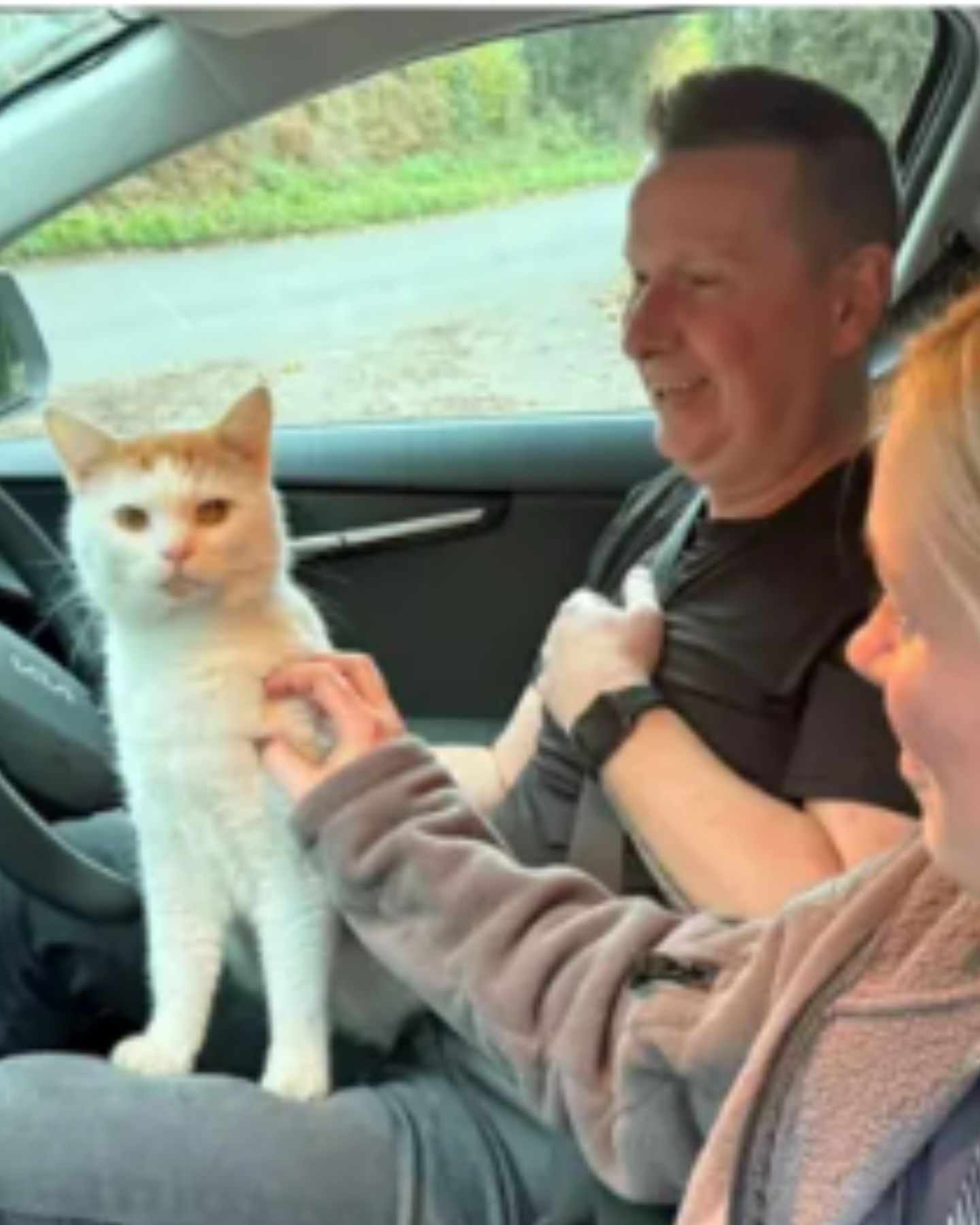 cat in a car with man and woman