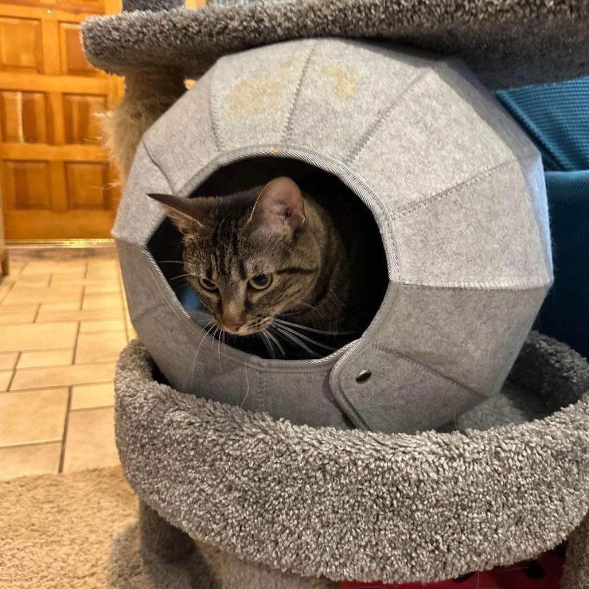 cat in a cat tree