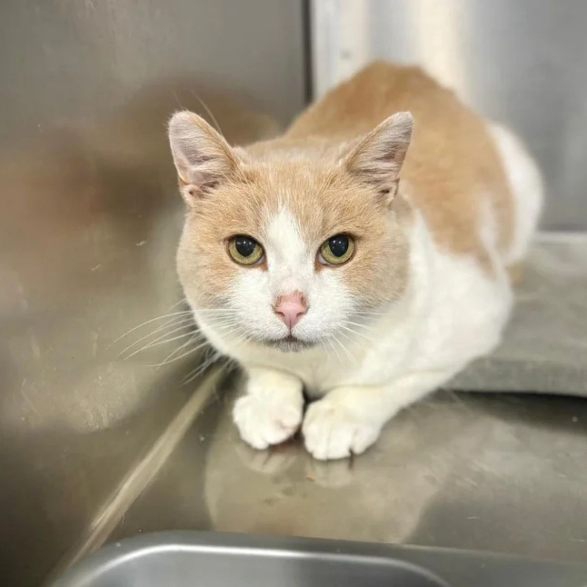 cat in a kennel