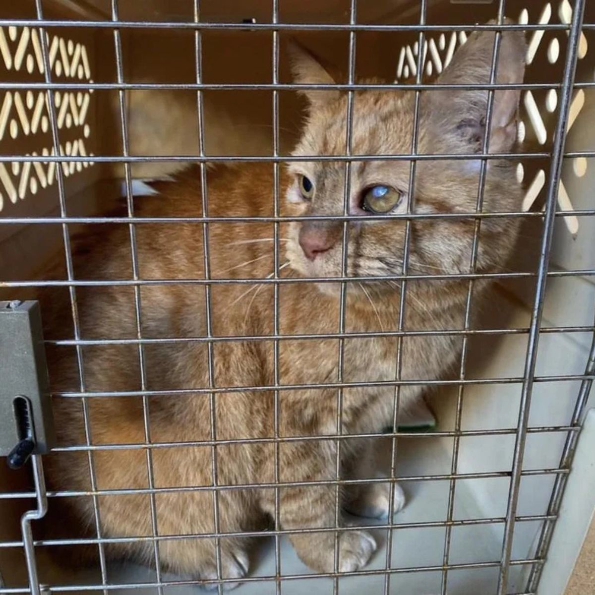 cat in a kennel