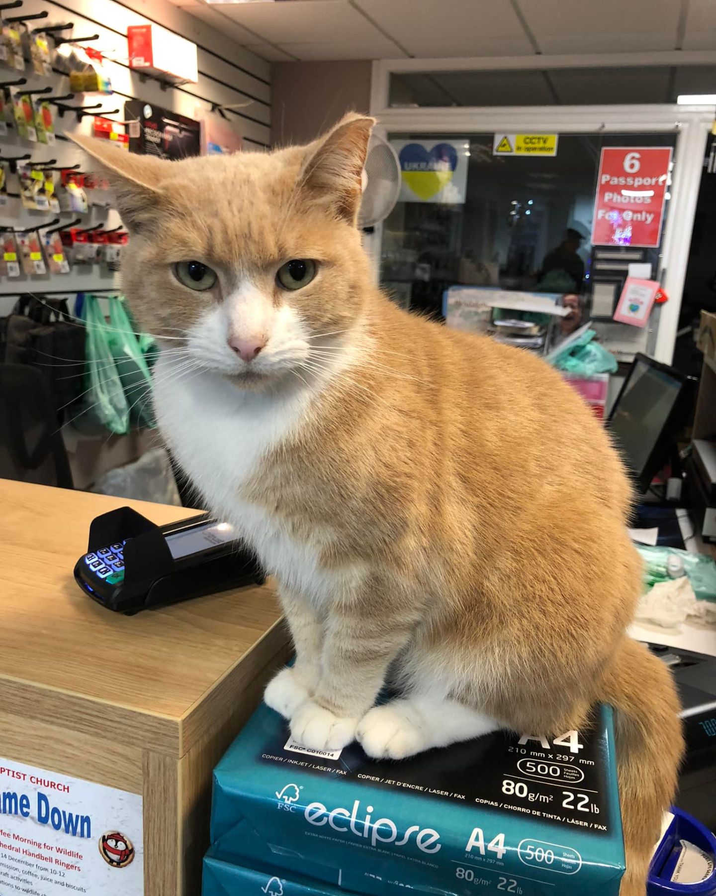 cat in a store