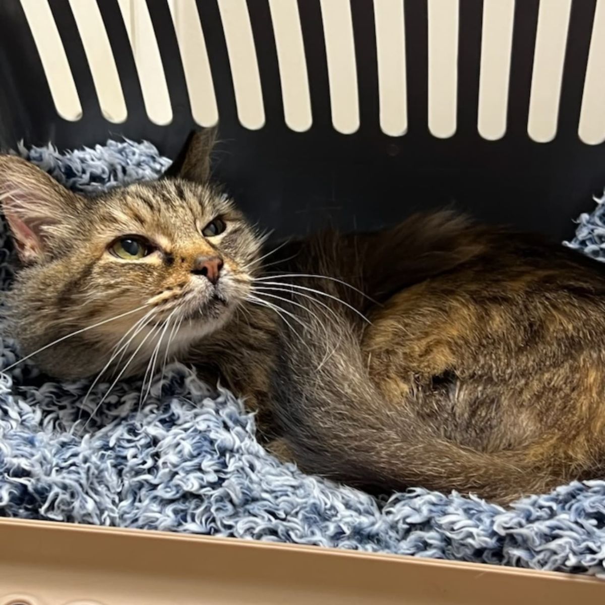 cat in crate