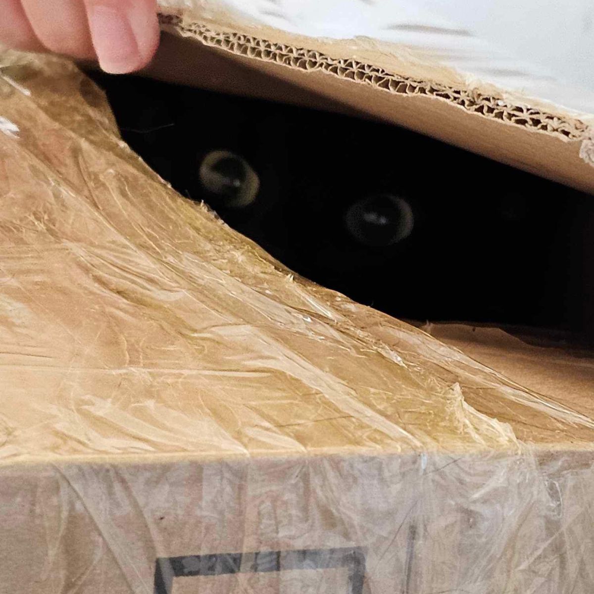 cat in sealed box