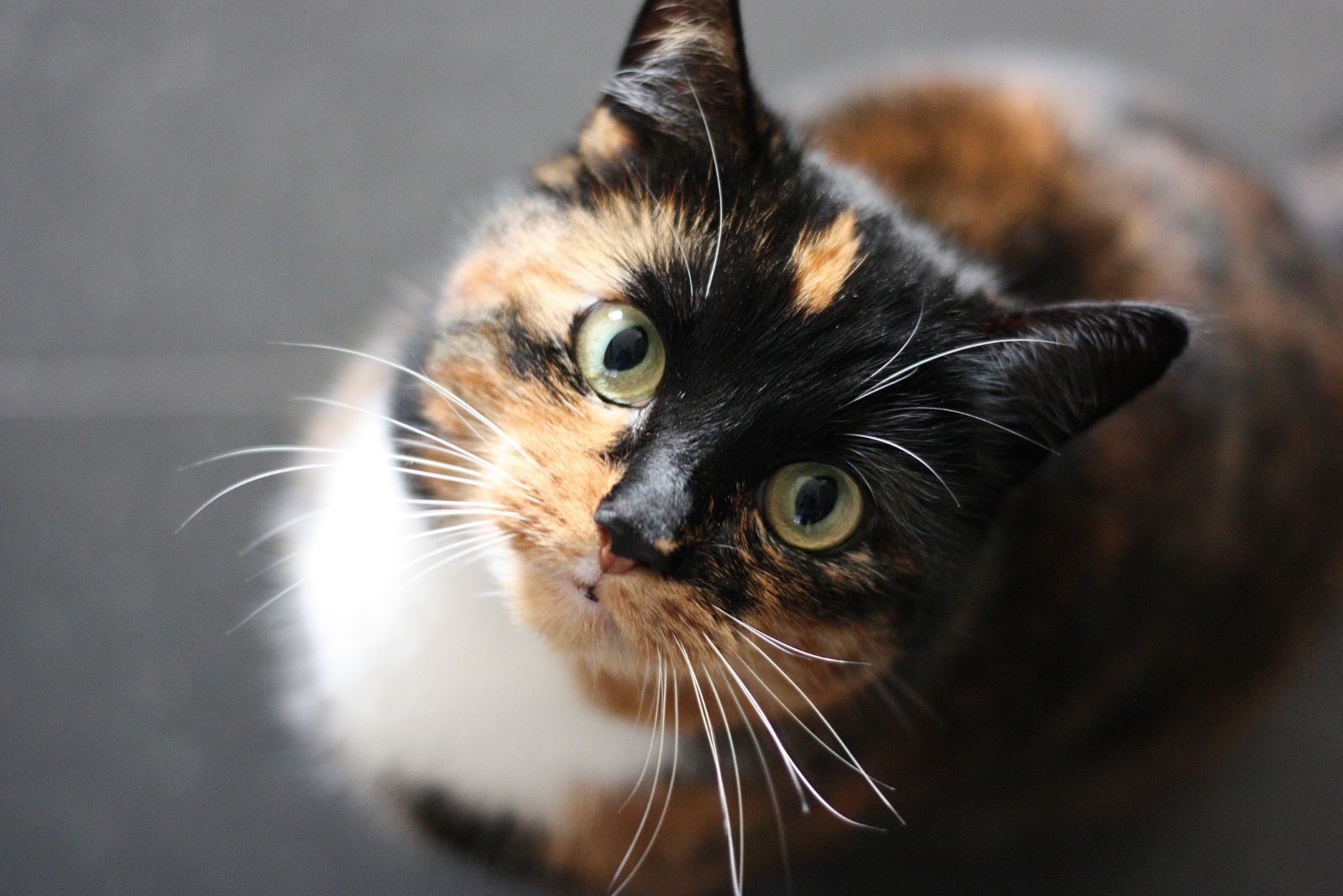 tortie cat looking up