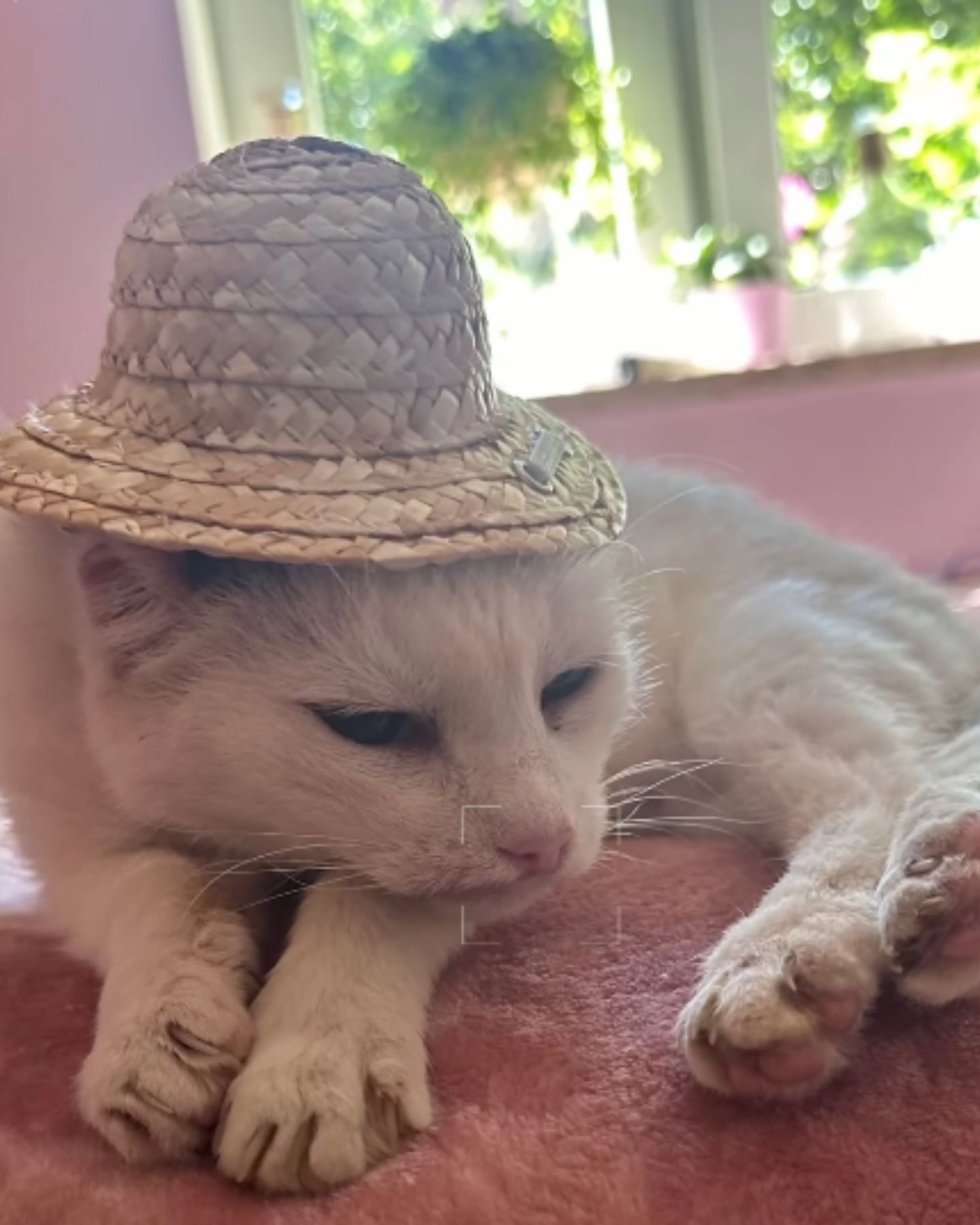 cat lying and wearing a hat