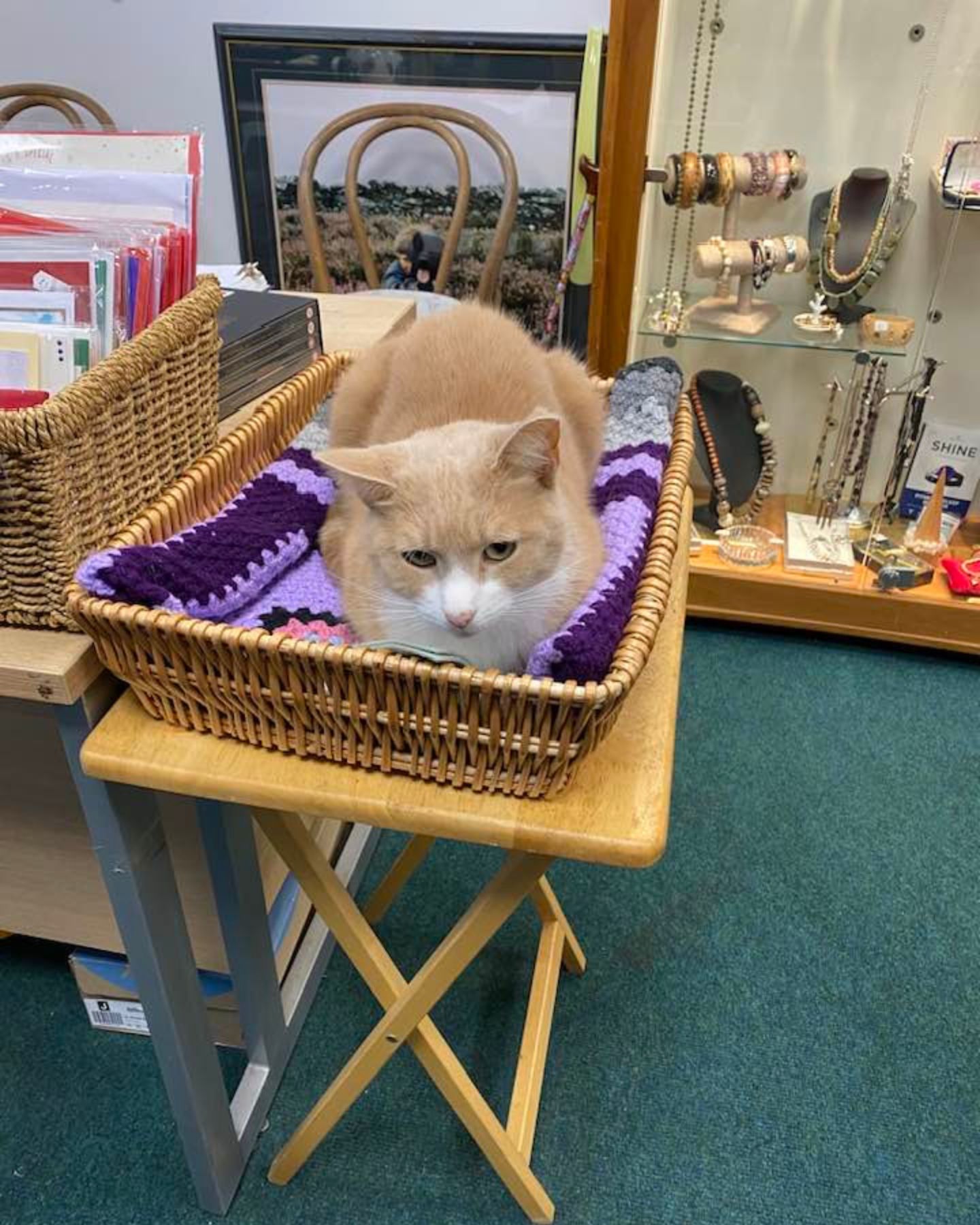 cat lying in a basket