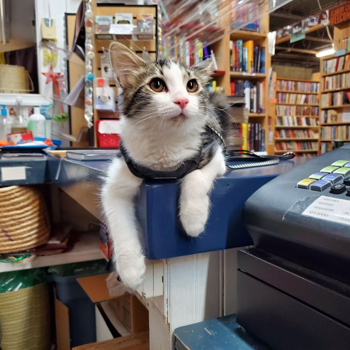 cat lying in a bookstore