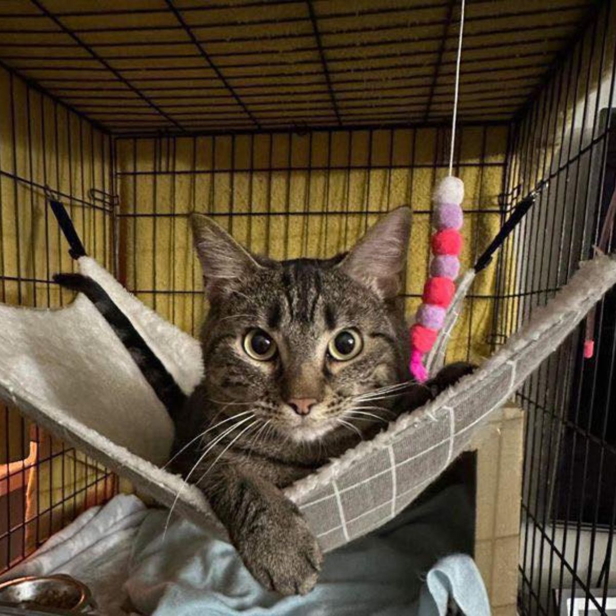 cat lying in a swing