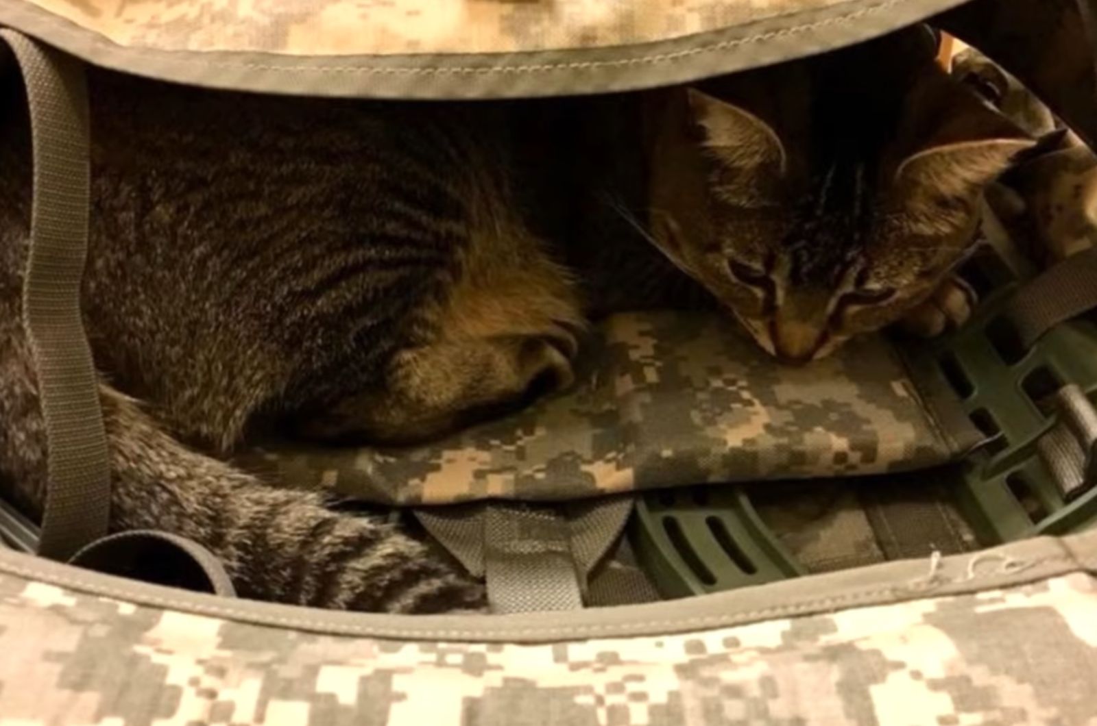 cat lying in bag