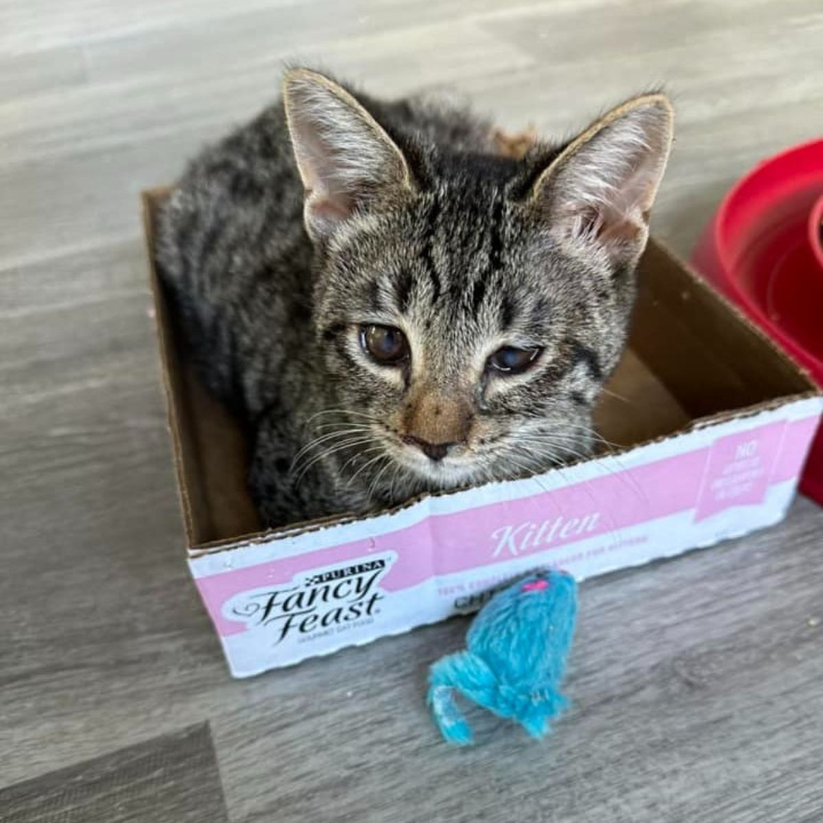 cat lying in cardbox