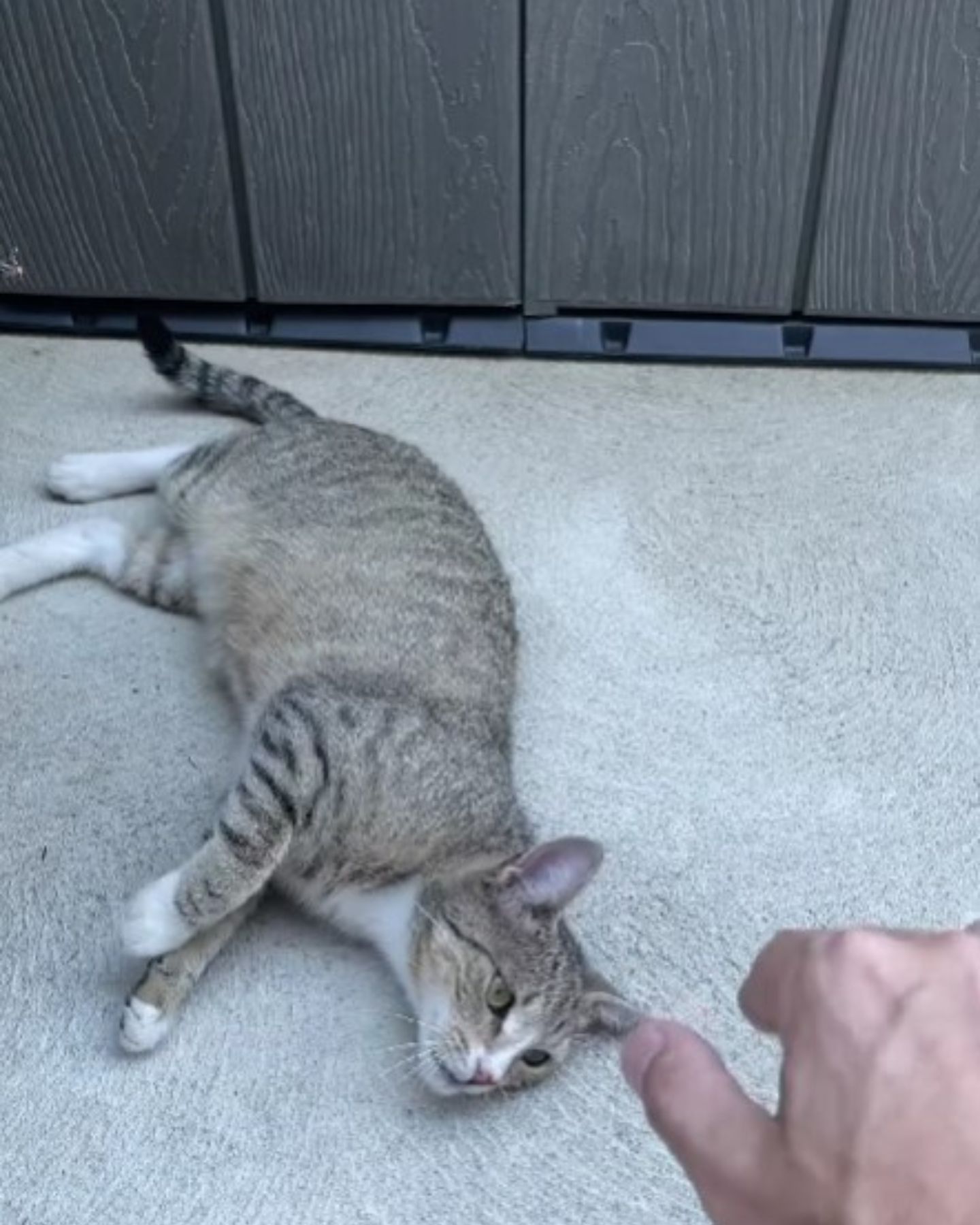 cat lying in the yard