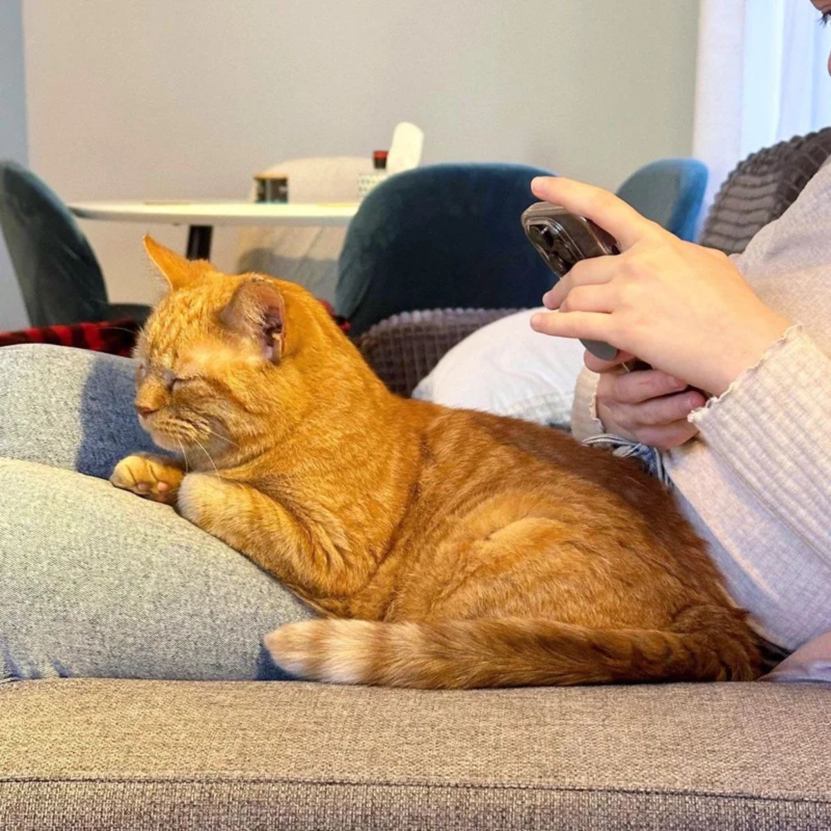 cat lying in woman's lap