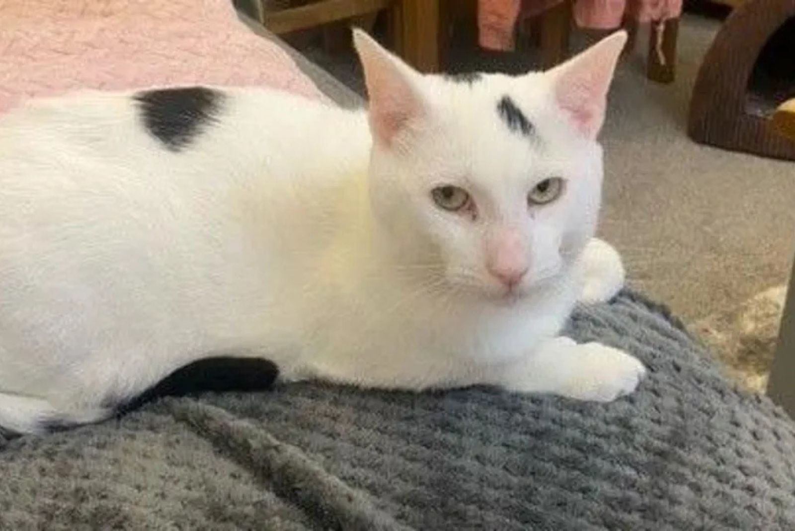 cat lying on a couch