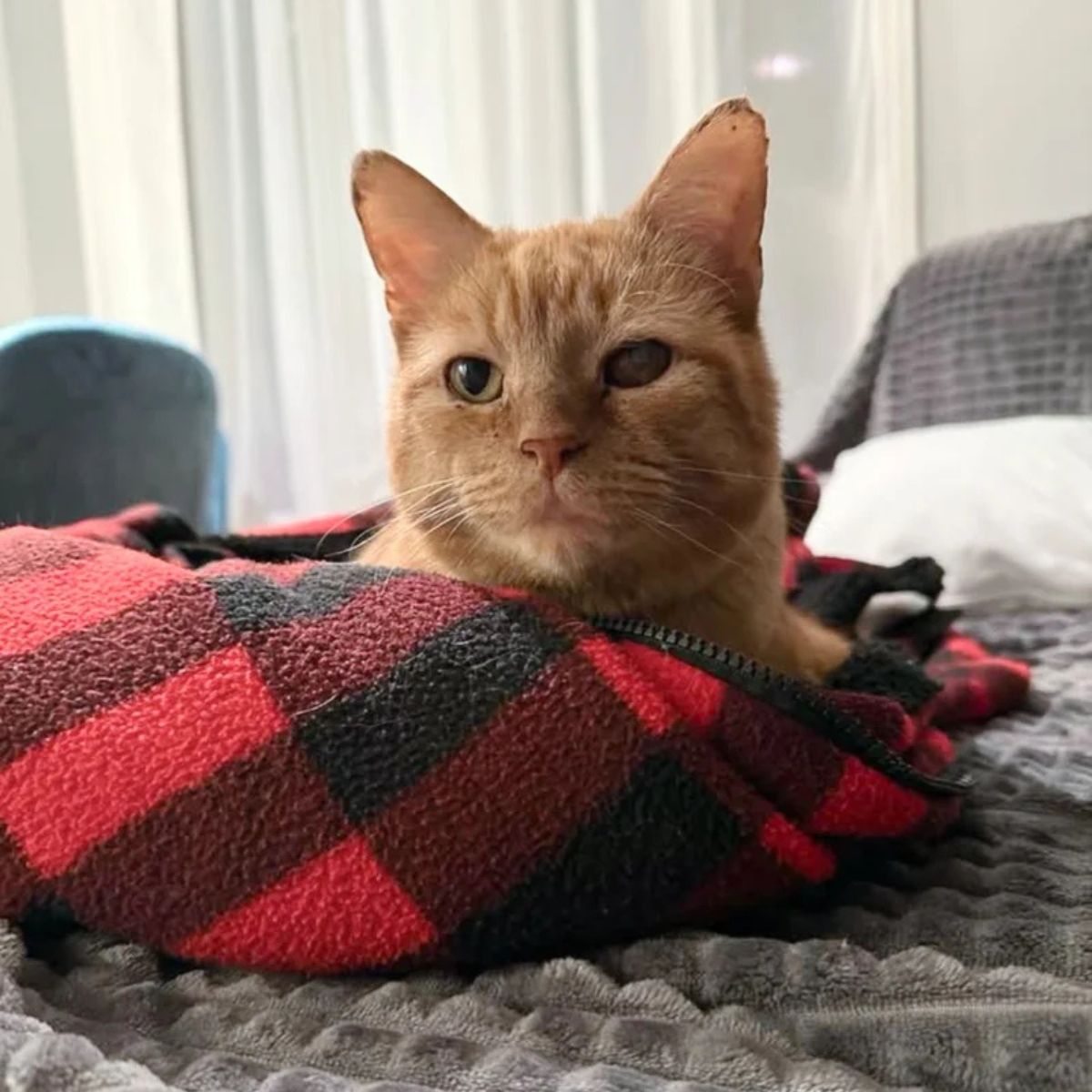 cat lying on a couch