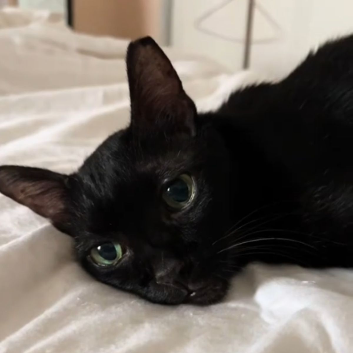 cat lying on bed