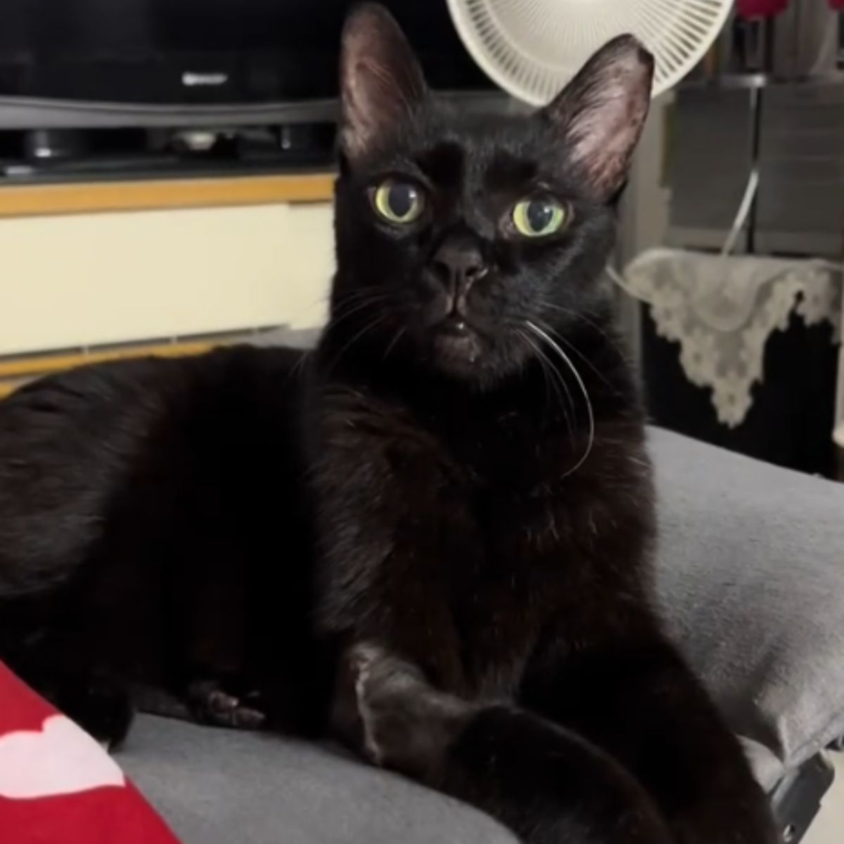 cat lying on sofa