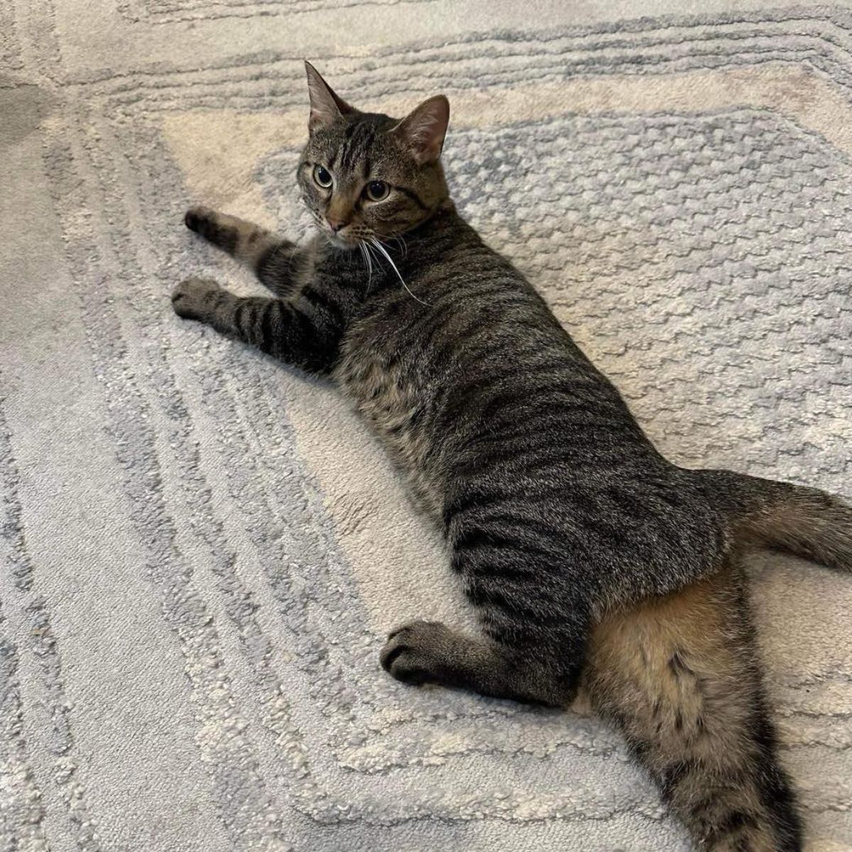 cat lying on the floor