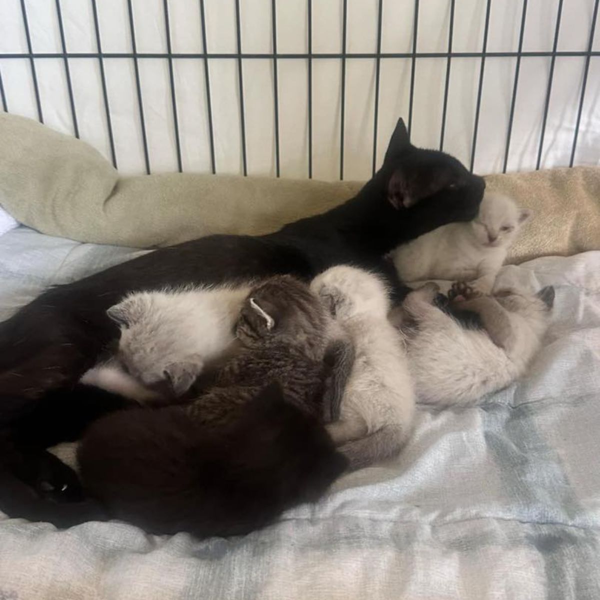 cat lying with kittens