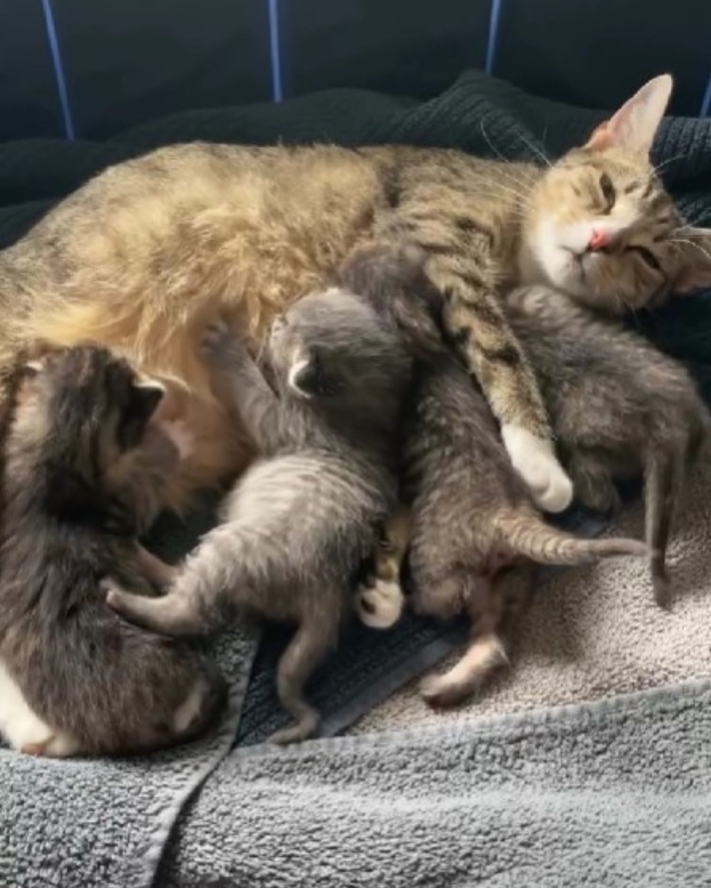 cat nursing the kittens