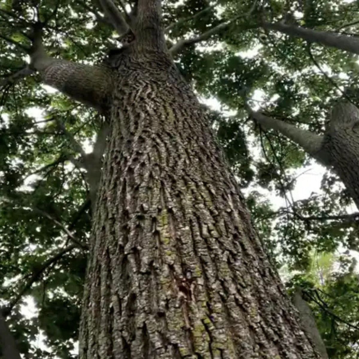 cat on a big tree