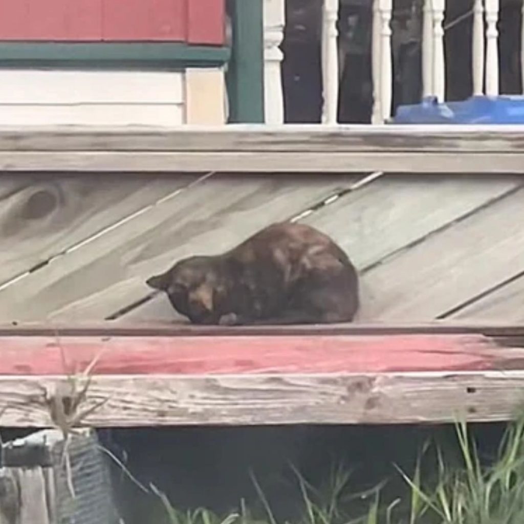 cat on a wooden roof