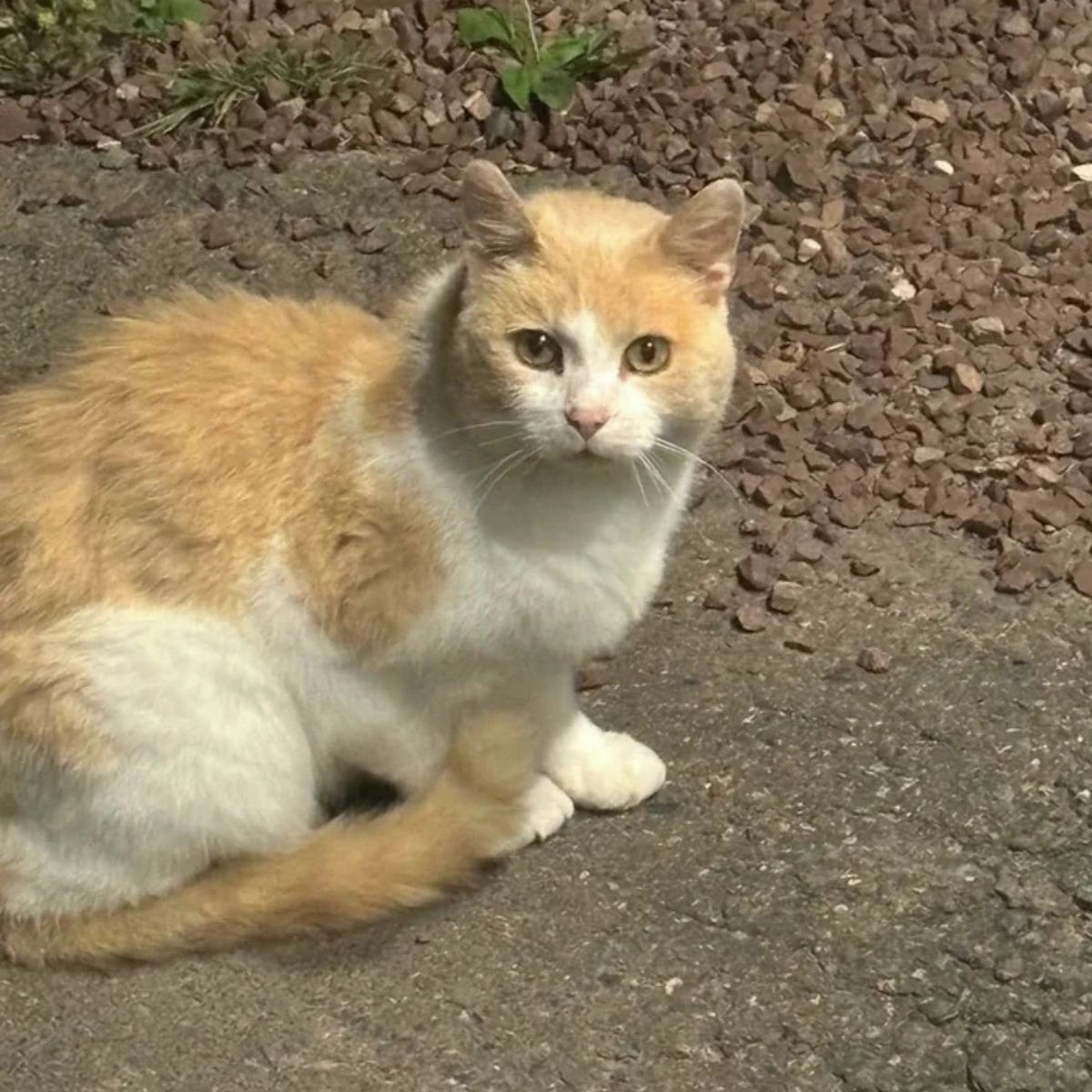 cat on the street