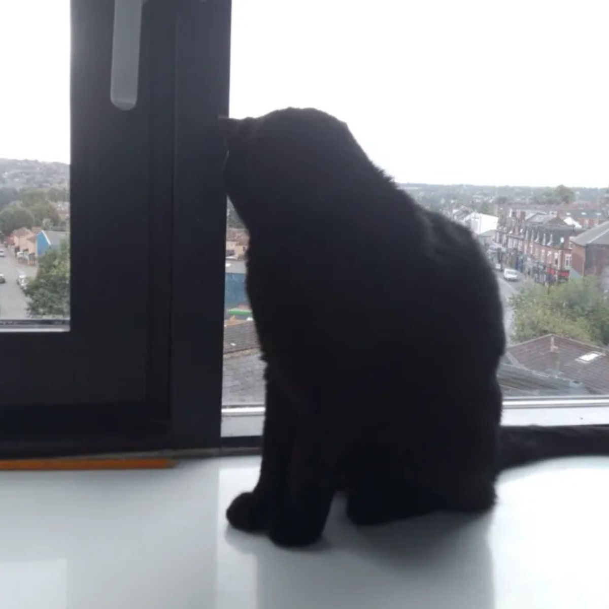 cat on window sill