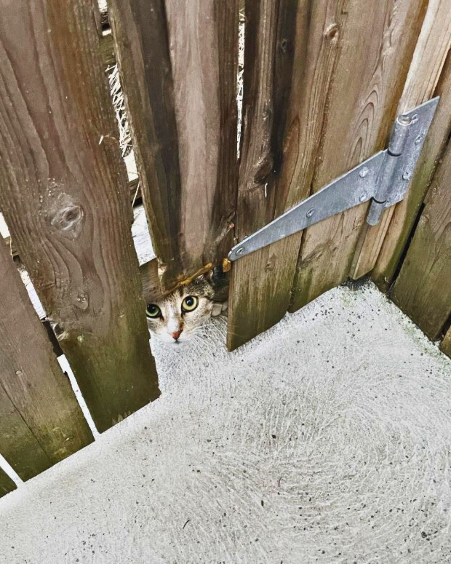 cat peeking in a hole in fence