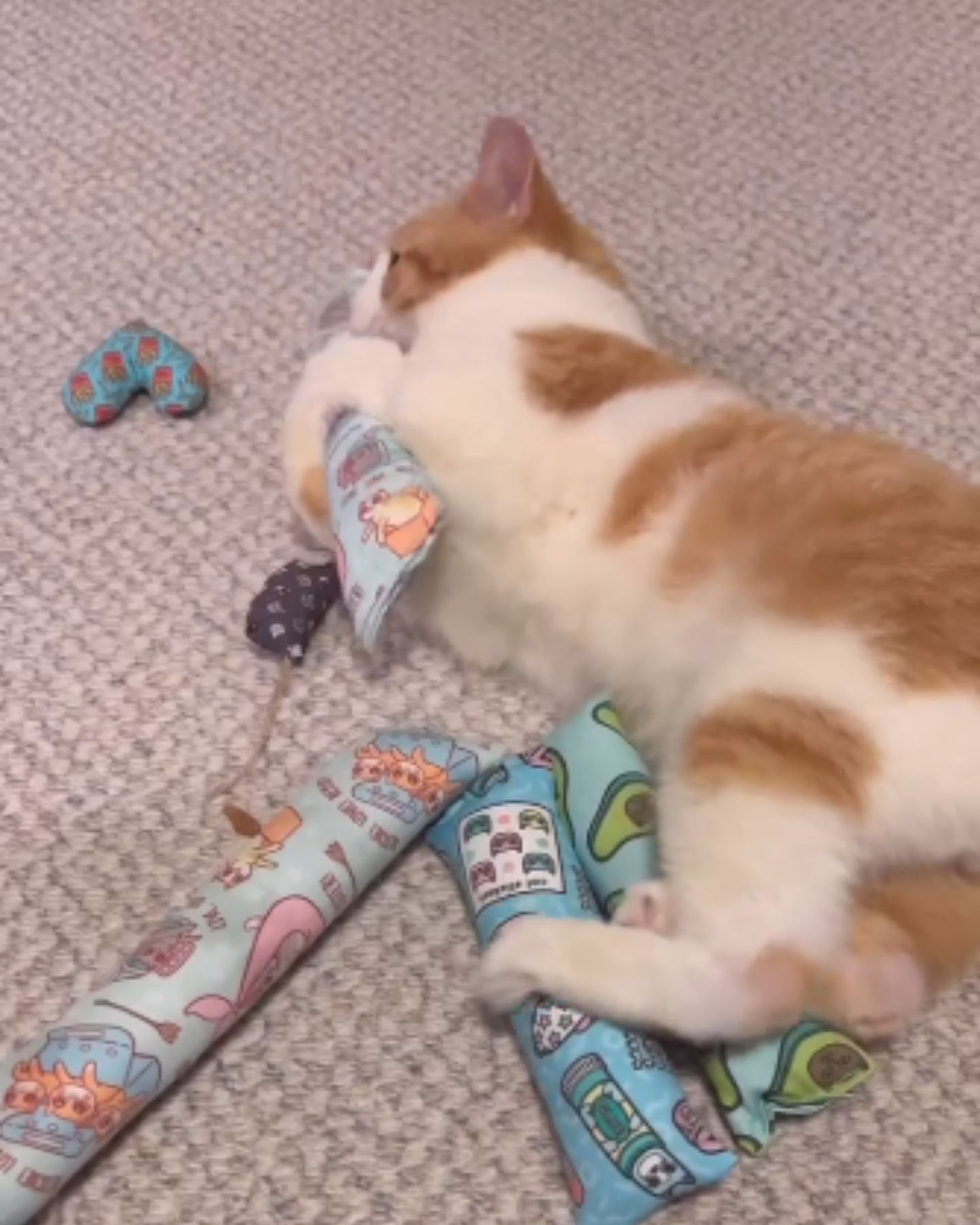 cat playing with toys