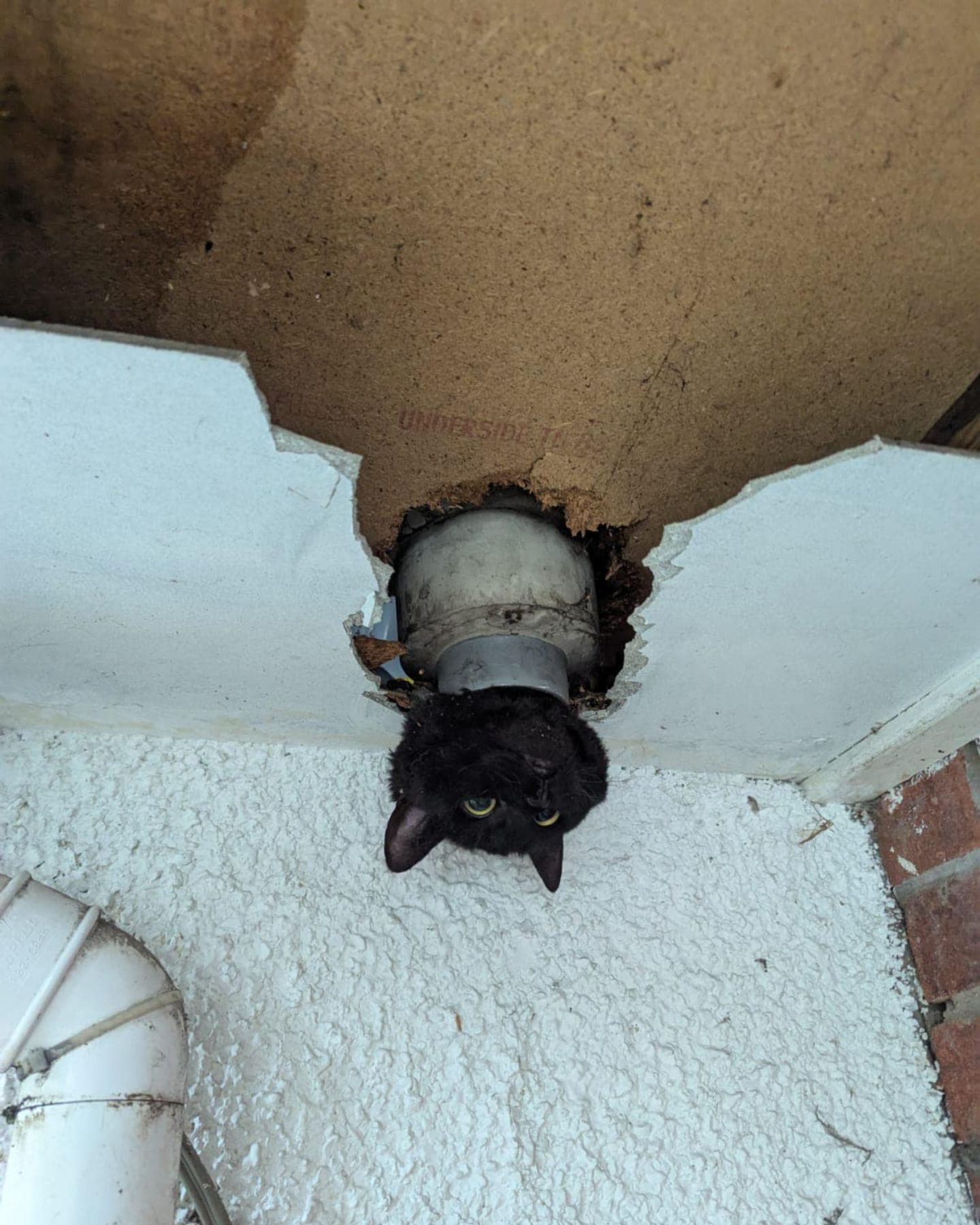 cat poking from drainpipe