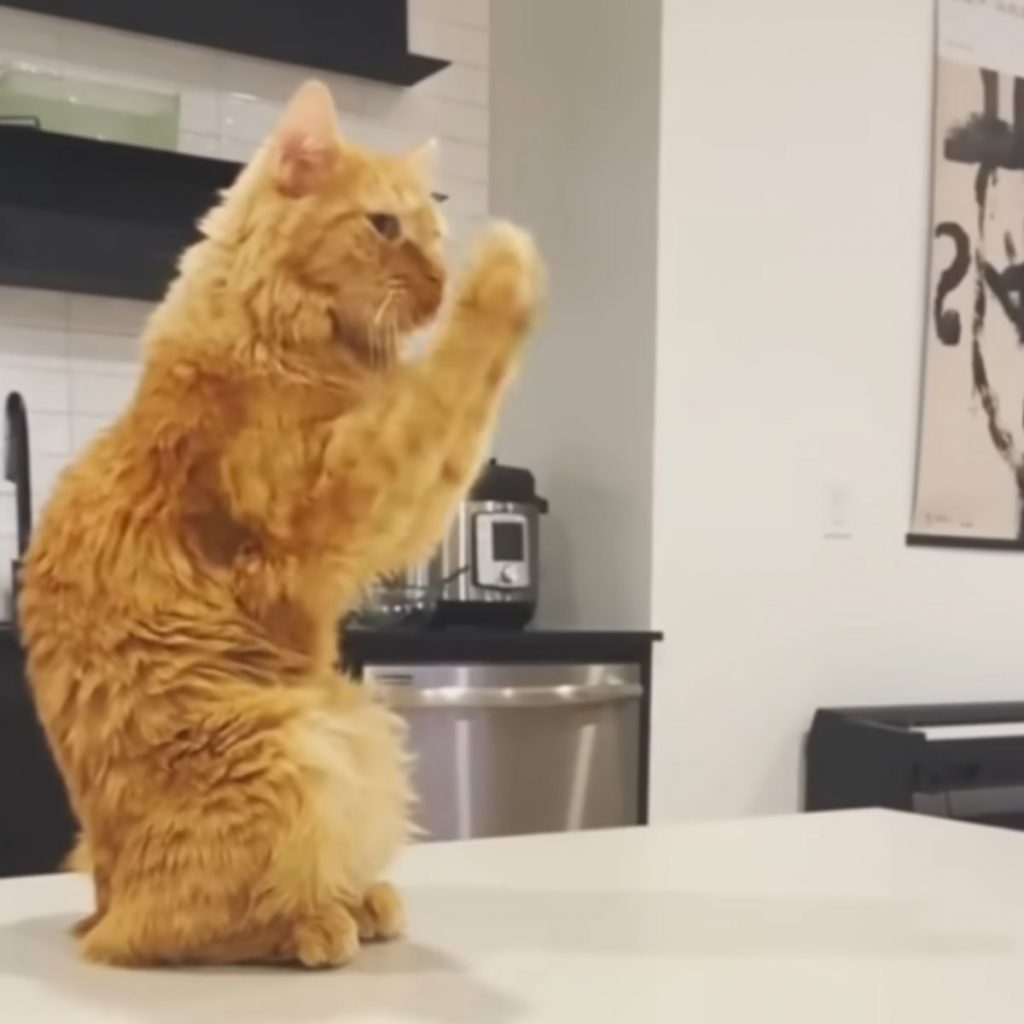 cat sits on a white table and prays