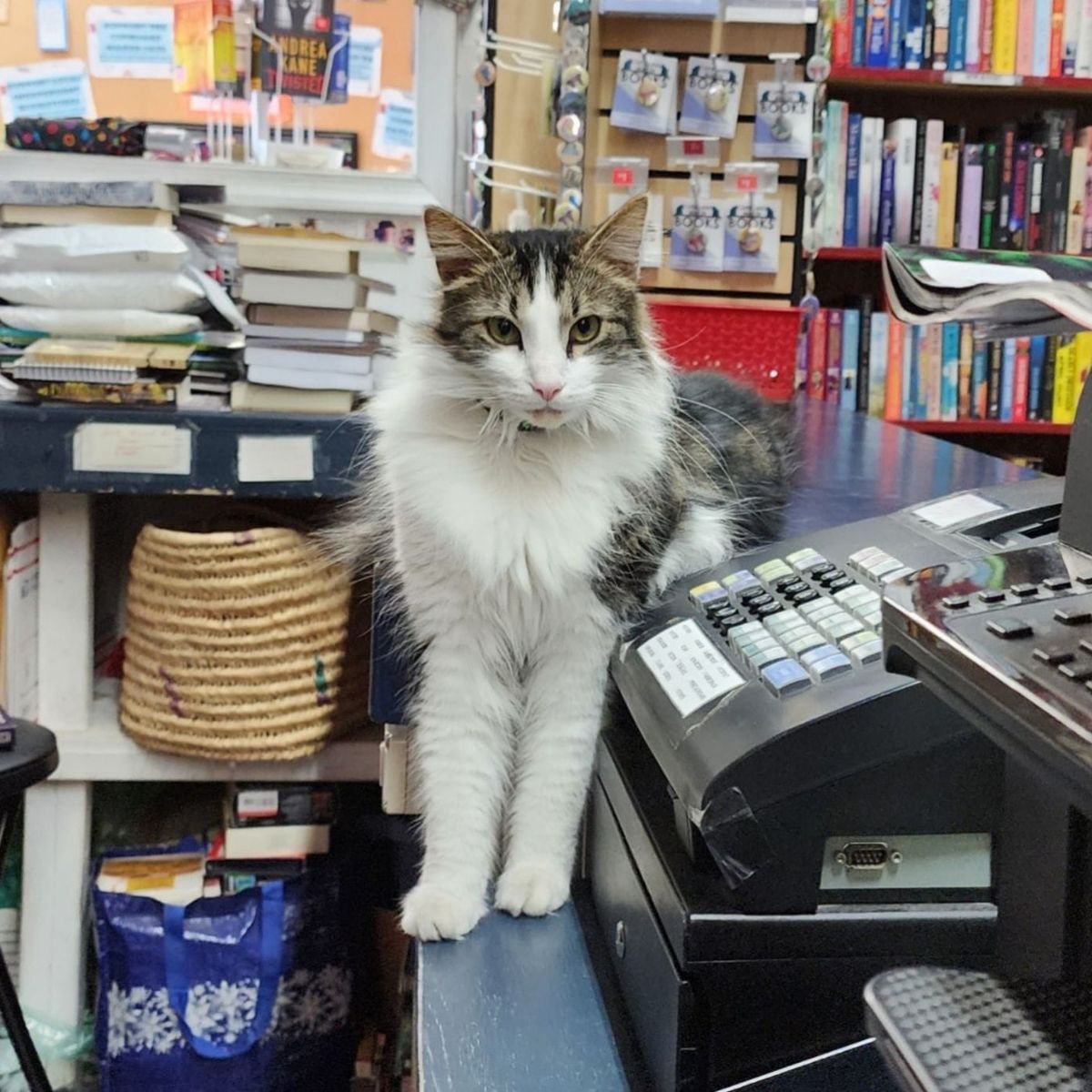 cat sitting by the register