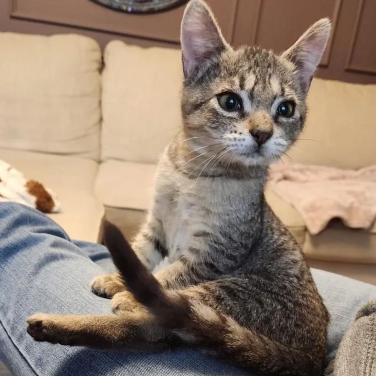 cat sitting on a owner leg