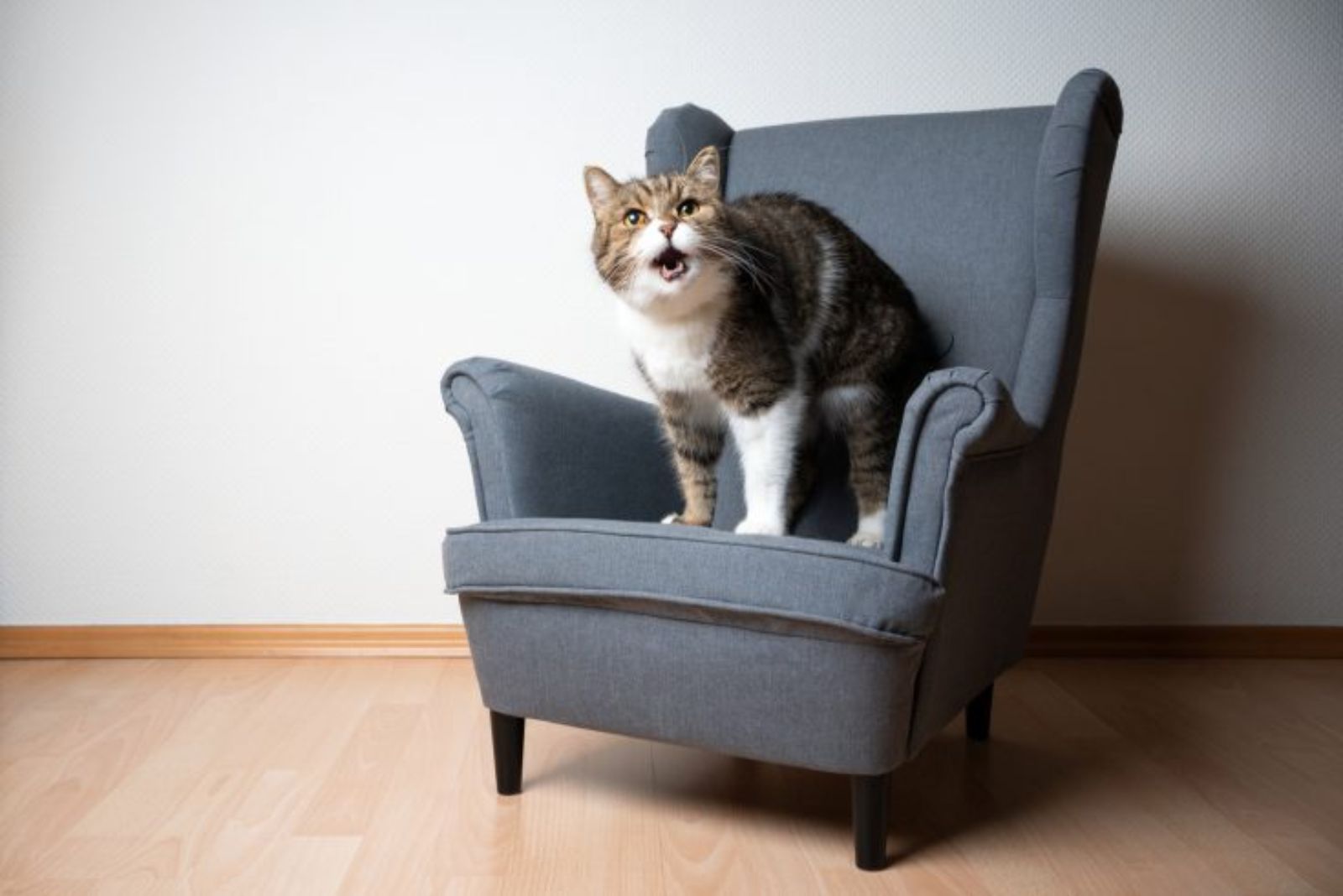 cat sitting on a sofa