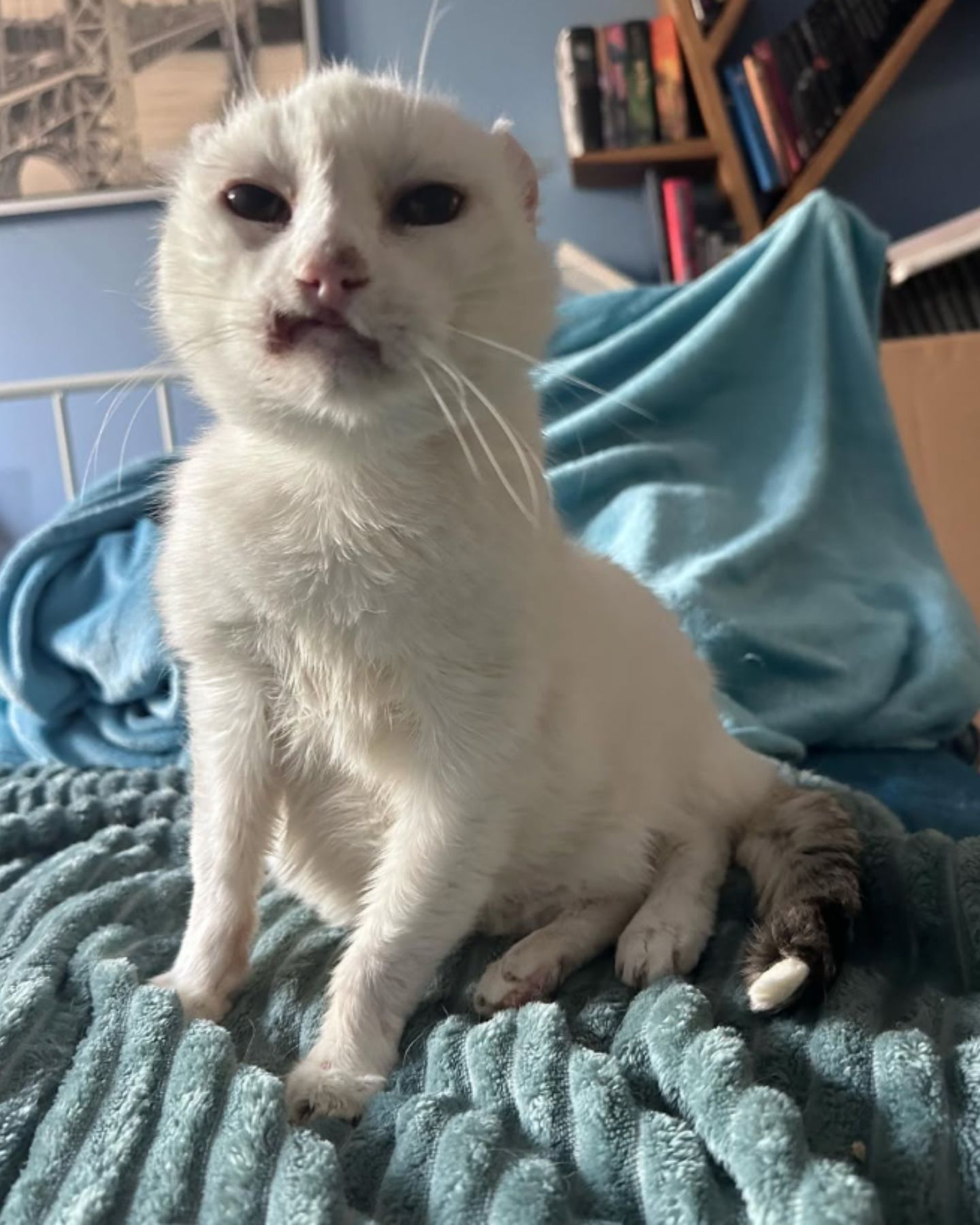 cat sitting on bed