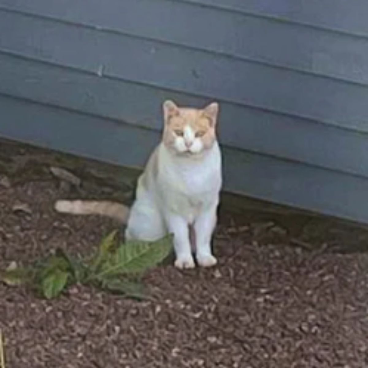 cat sitting on gravel