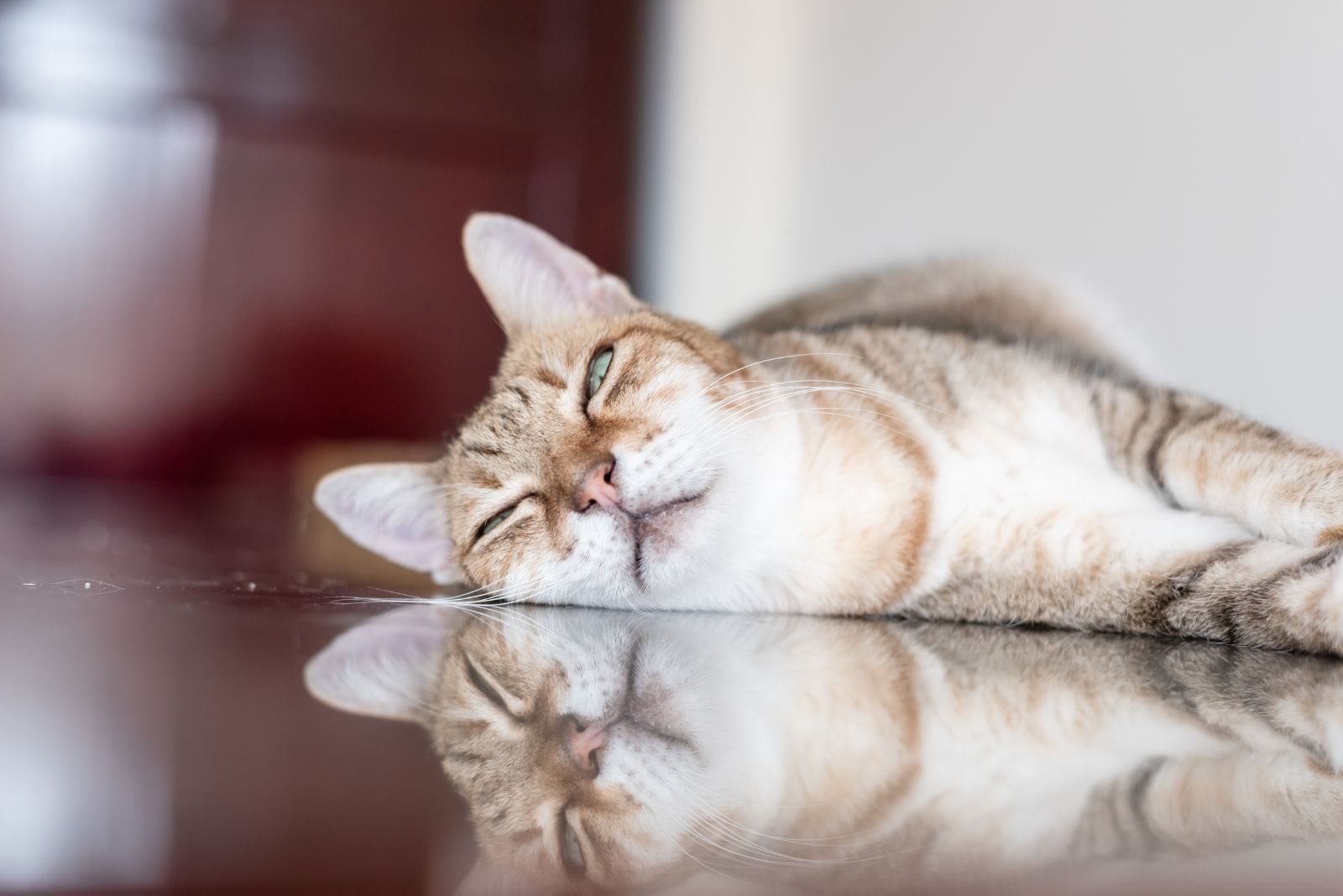 cat sleeping on the floor