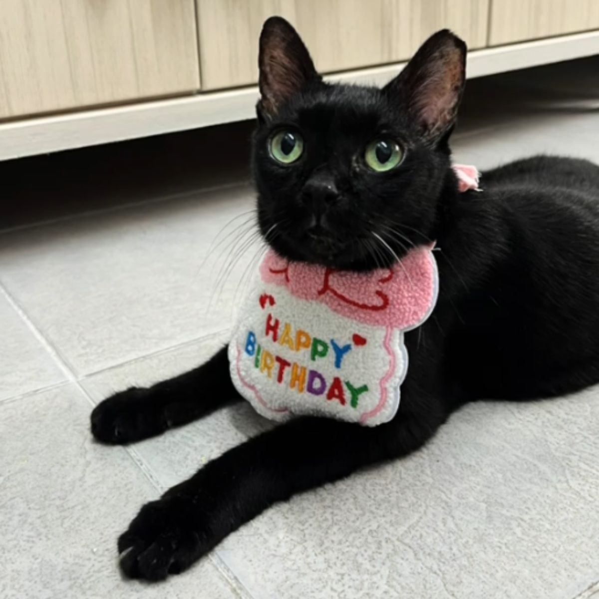 cat wearing a happy birthday sign