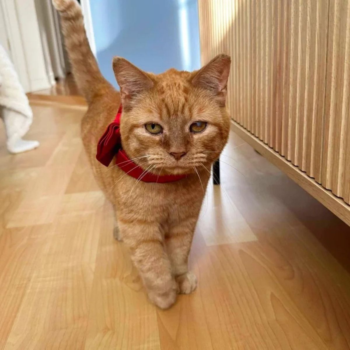 cat wearing a red bow