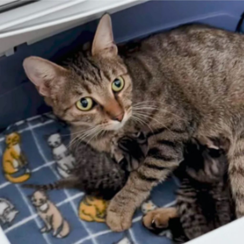 cat with her kittens