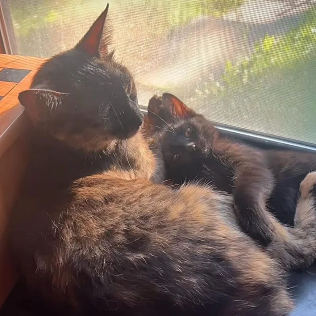 cat with kitten by the window