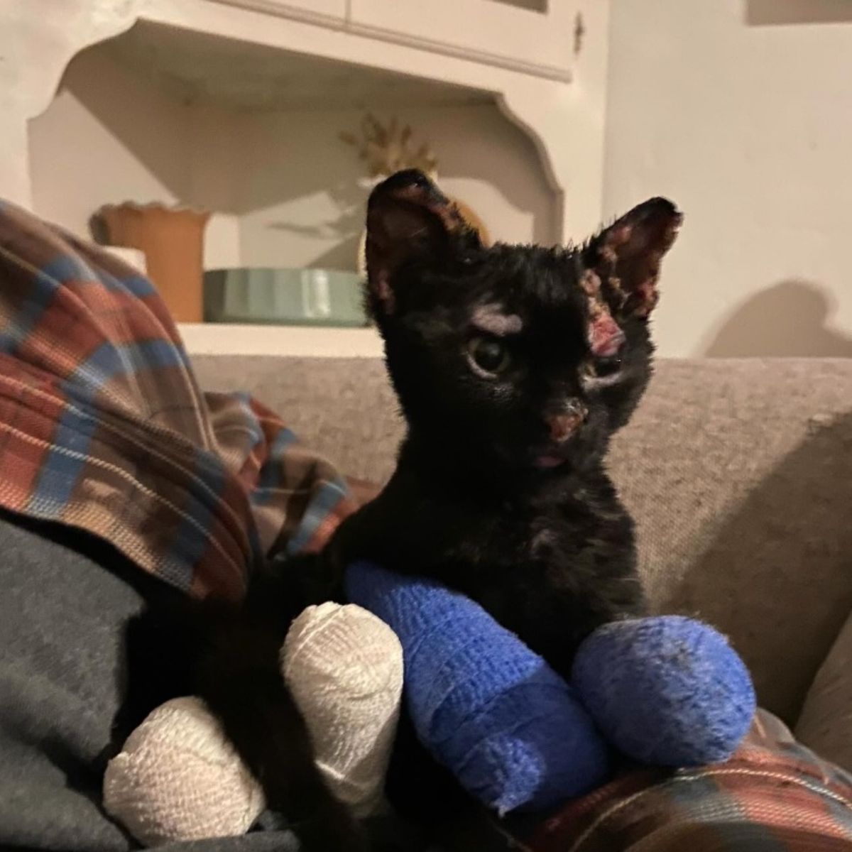 cat with scar and injured legs sitting on woman