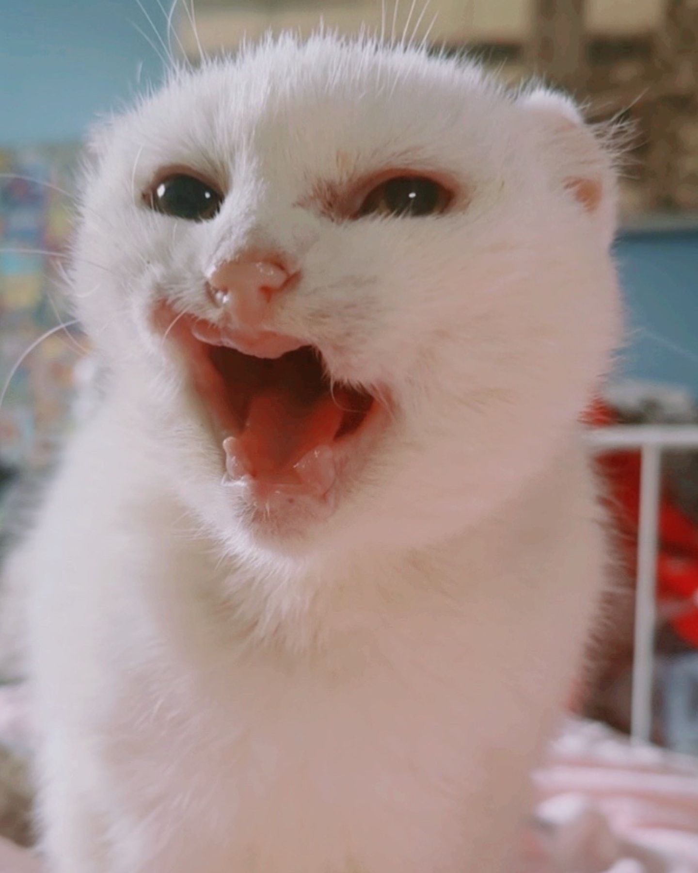 cat without lips and teeth