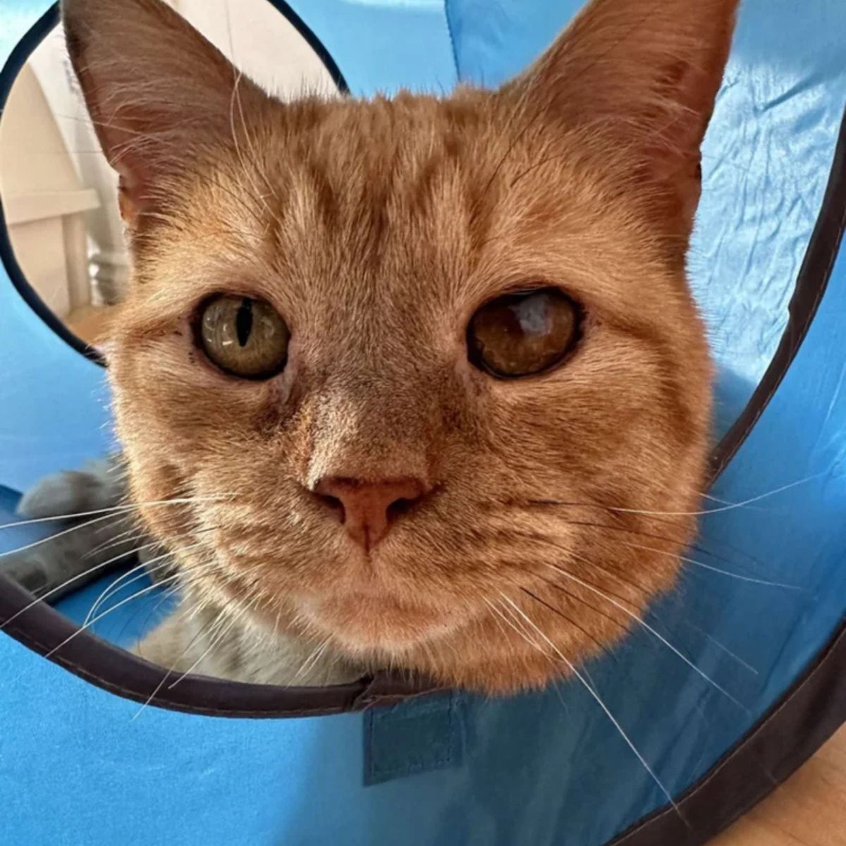 close-up photo of a ginger cat