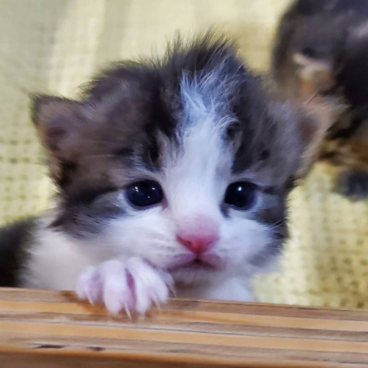 close-up photo of a kitten