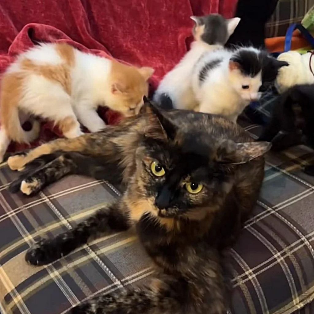 colorful cat with her kittens on the couch