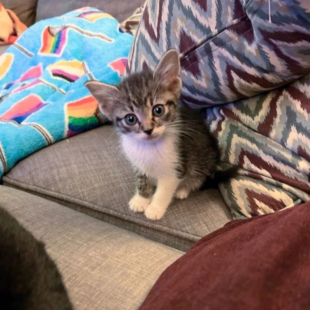 colorful kitten looking at the camera