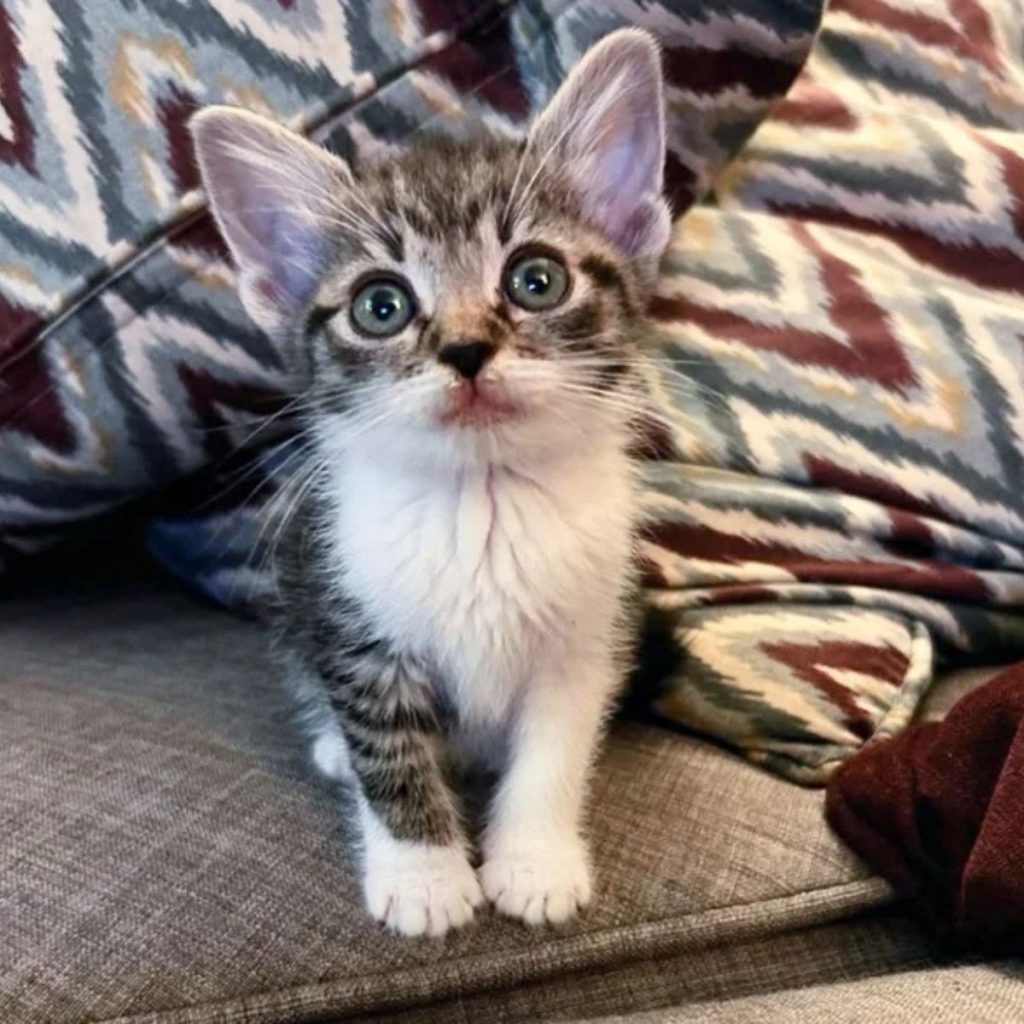 cute colorful kitten looking at owner