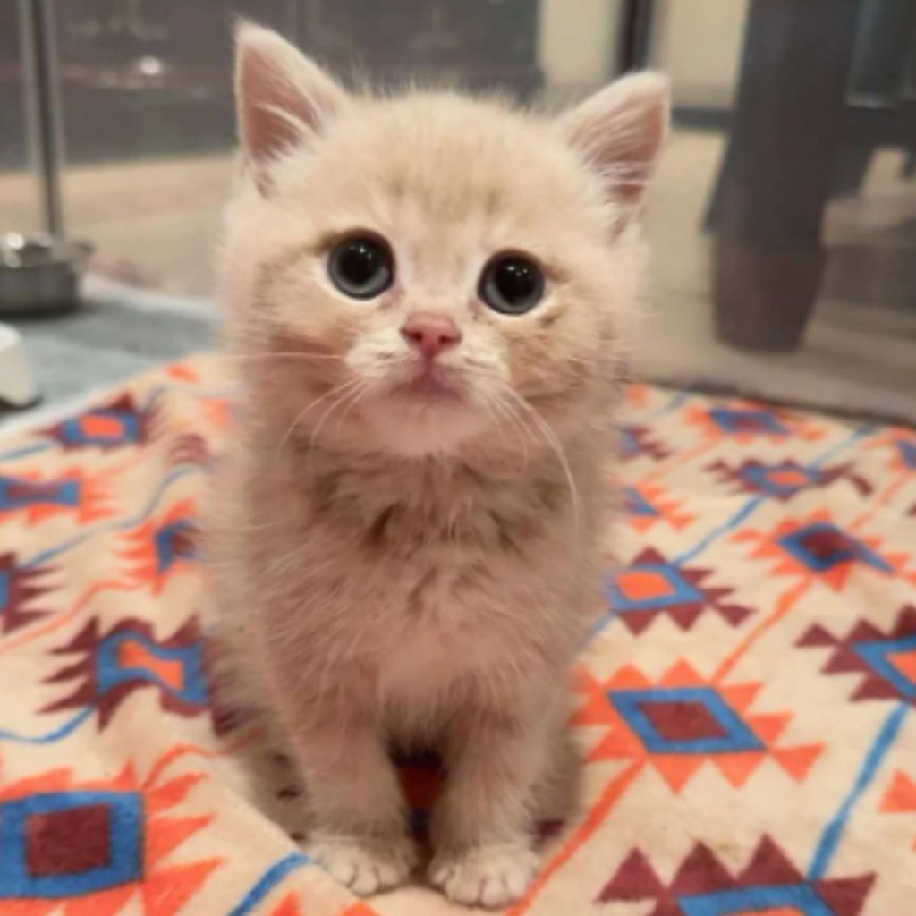 cute kitten sitting and looking in front of him