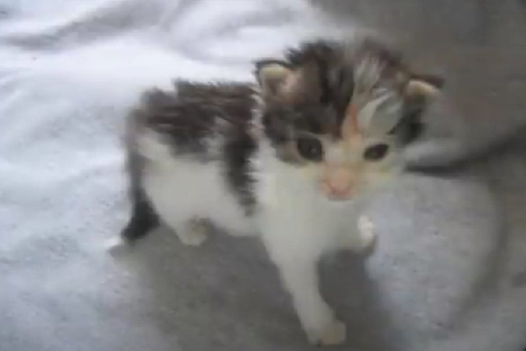 cute kitten standing on a gray background